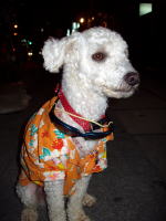 可愛いわんこ発見!!