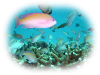 �P���}�n�i�_�C