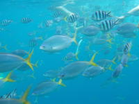 �X�m�[�P�����O